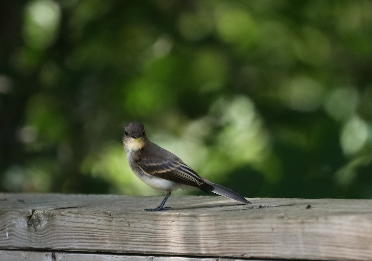 Eastern Phoebe - ML640803189