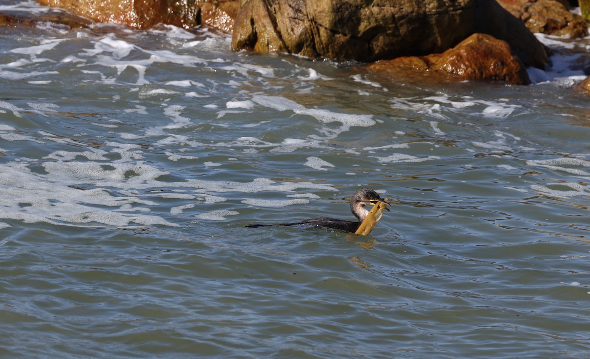 Great Cormorant (White-breasted) - ML640803197