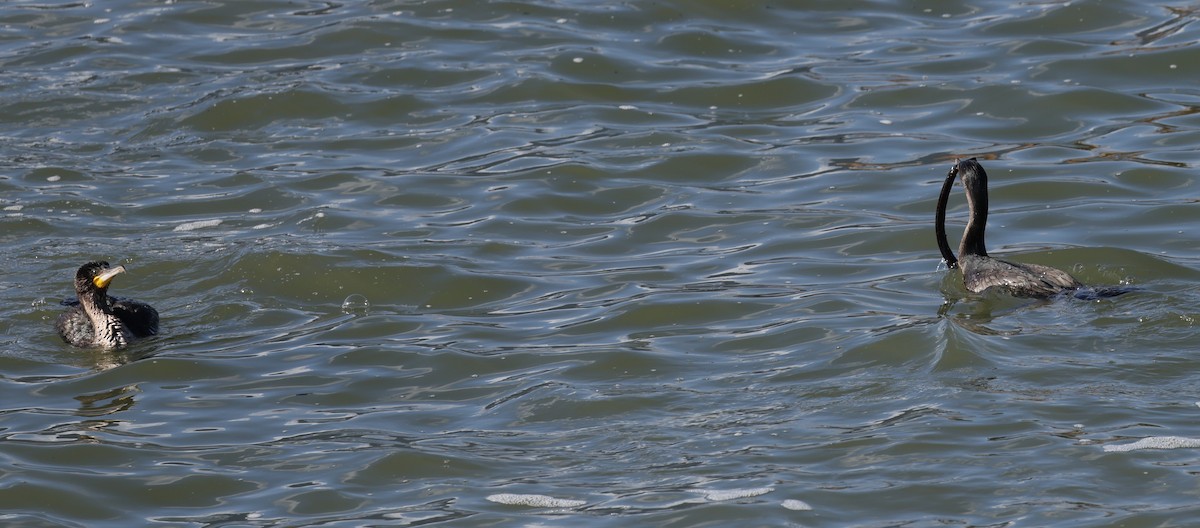 Great Cormorant (White-breasted) - ML640803198