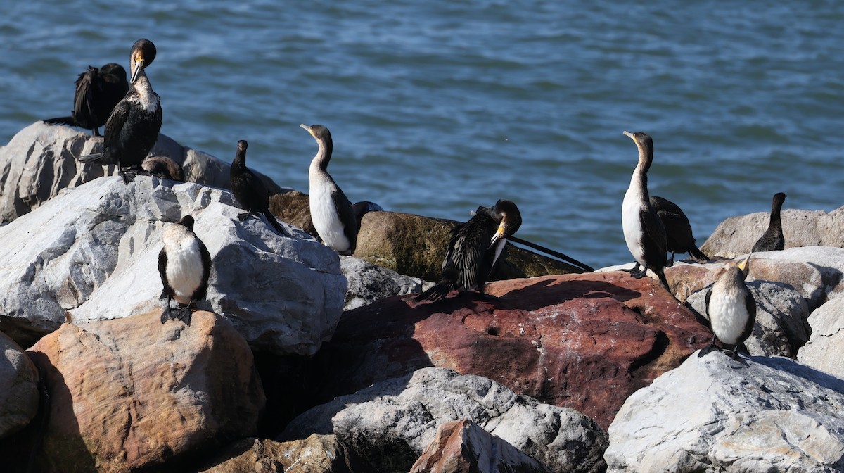 Great Cormorant (White-breasted) - ML640803199
