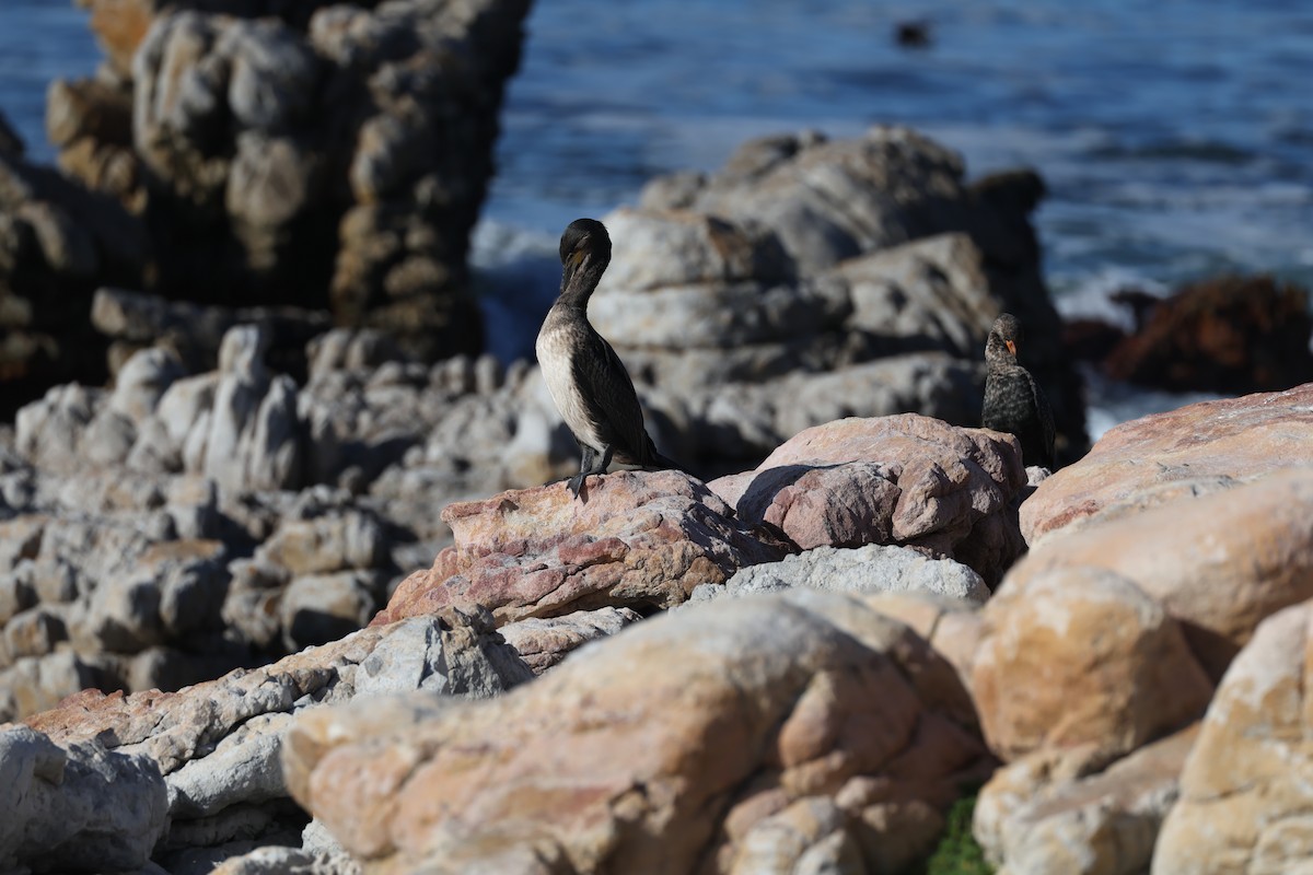 Great Cormorant (White-breasted) - ML640803204
