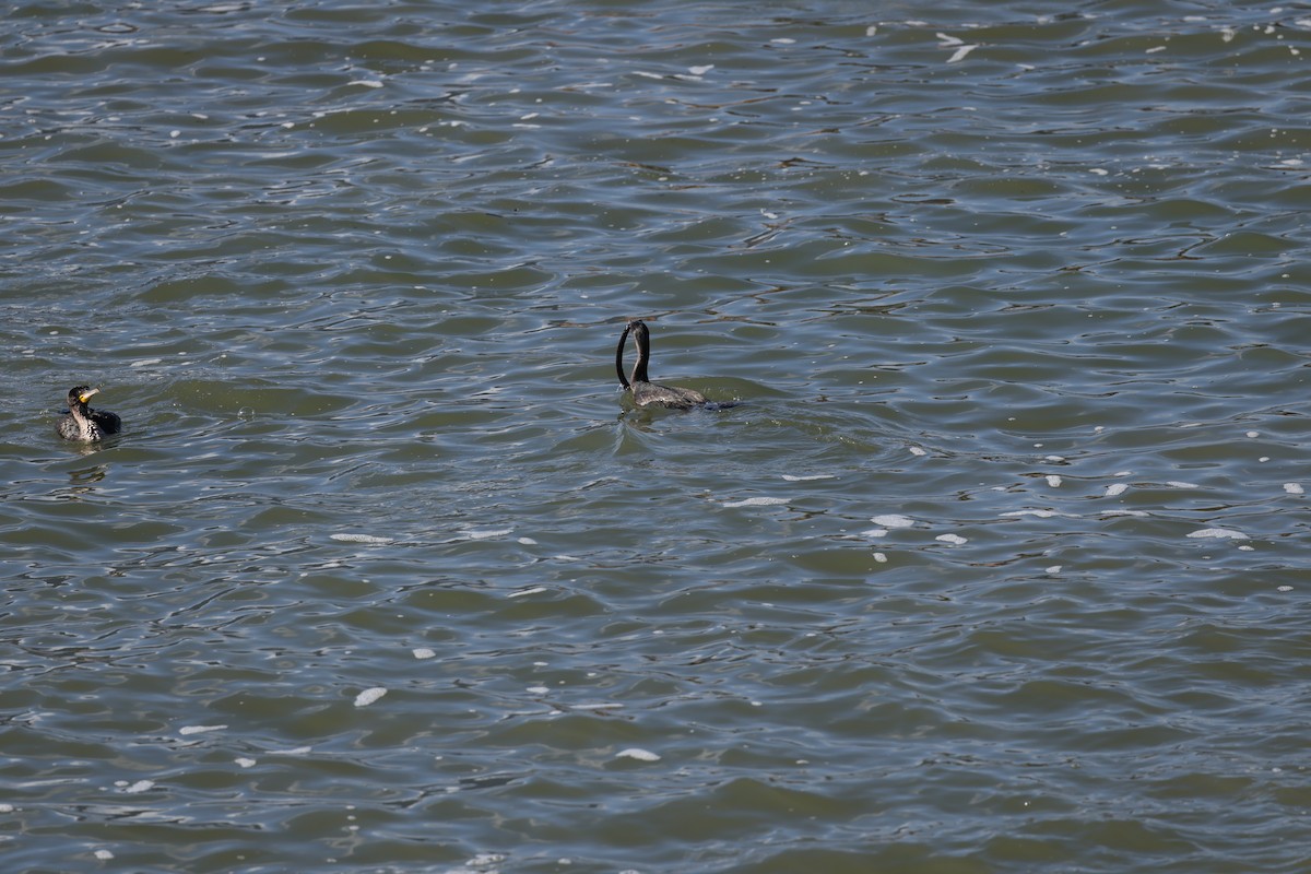 Great Cormorant (White-breasted) - ML640803205