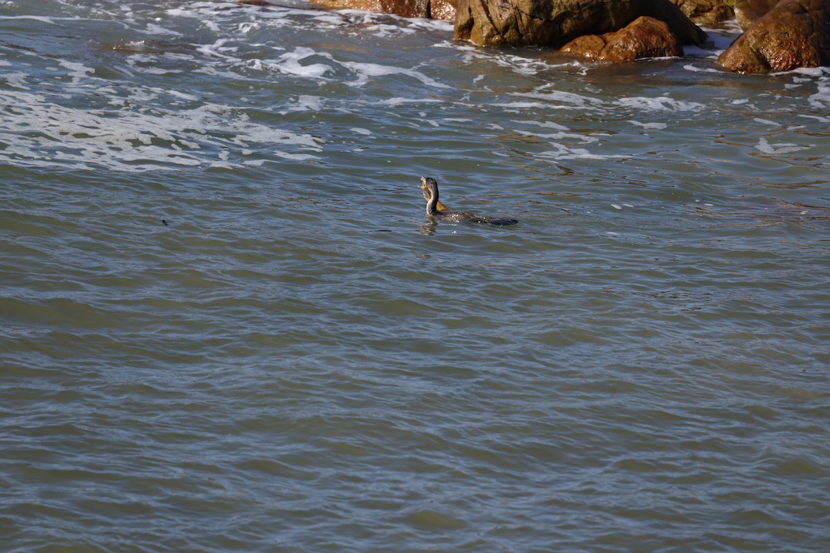 Great Cormorant (White-breasted) - ML640803207