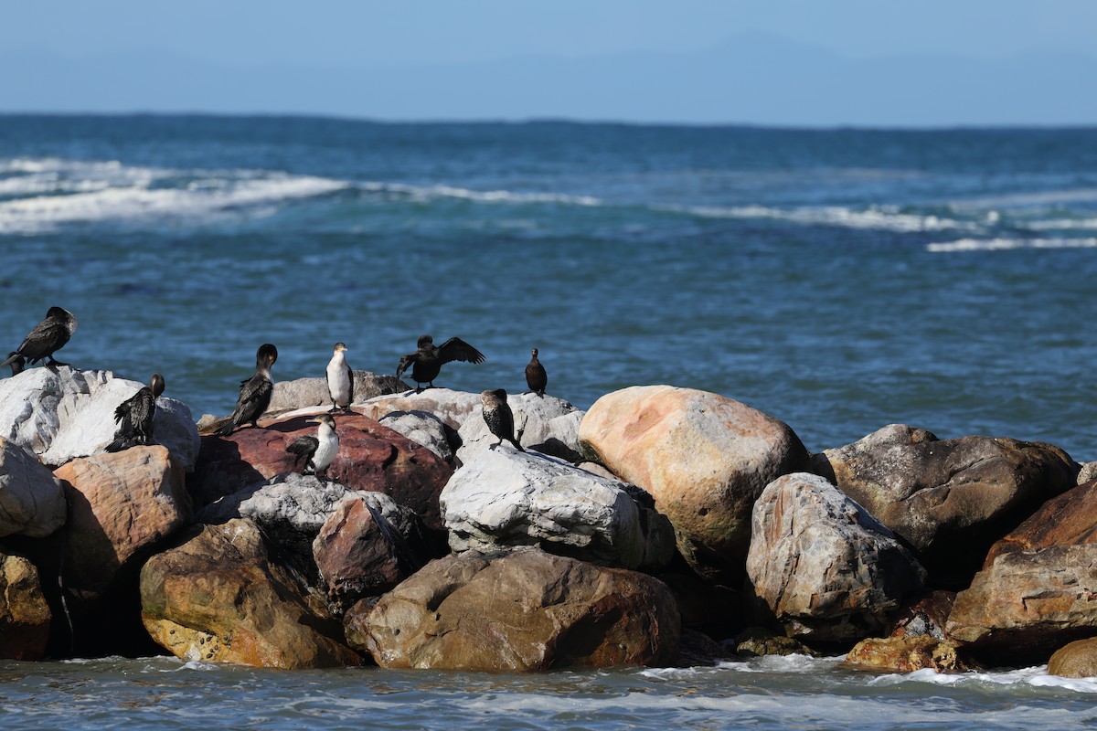 Great Cormorant (White-breasted) - ML640803209