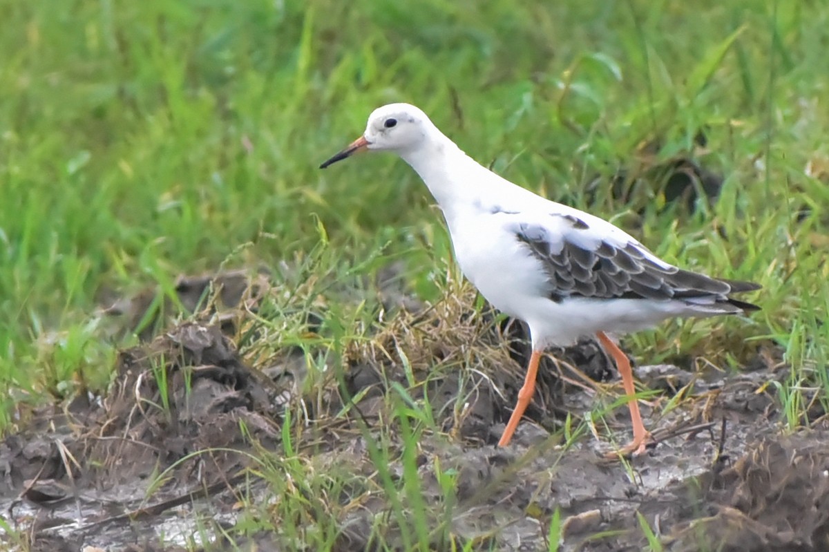 Ruff - ML640803258