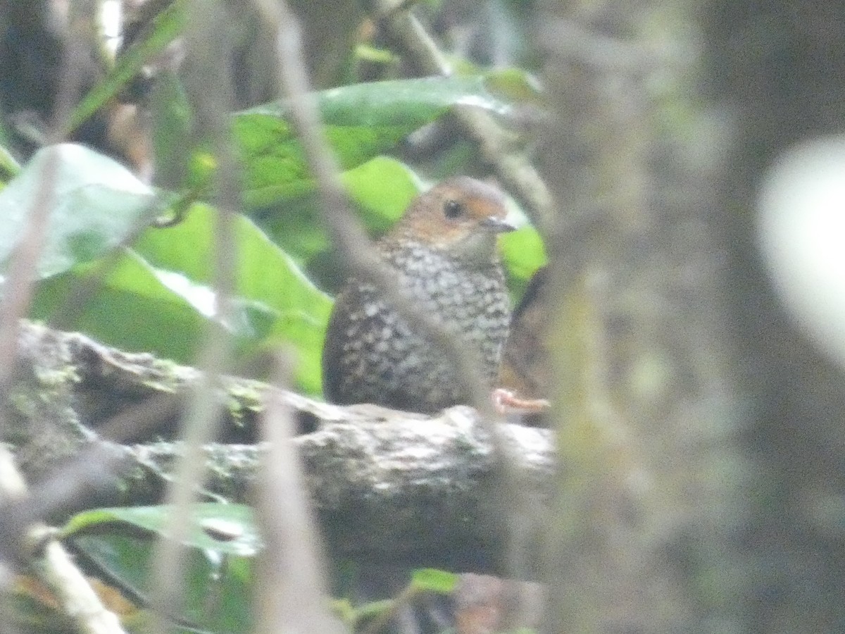 Pygmy Cupwing - ML640803259