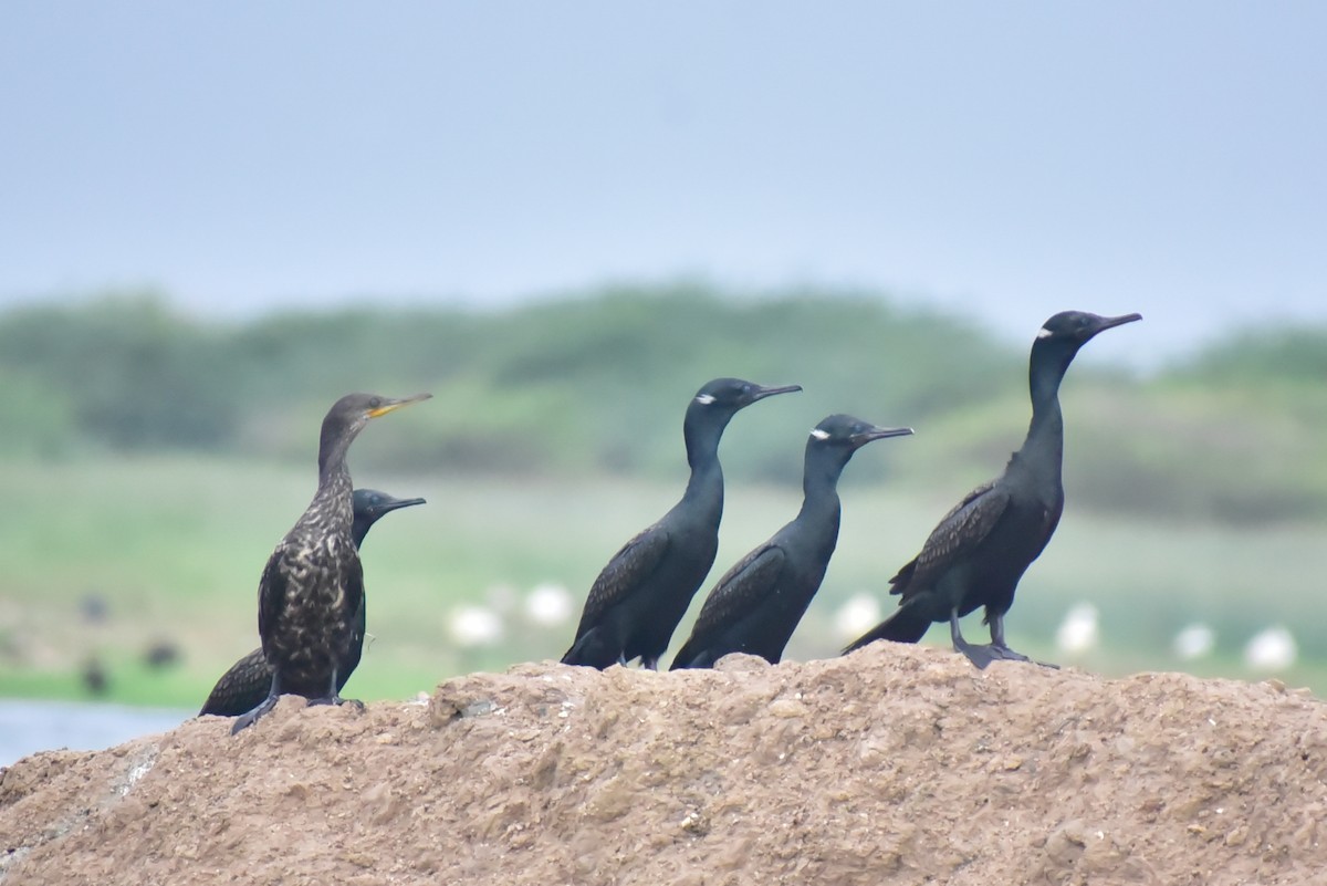 Indian Cormorant - ML640803320