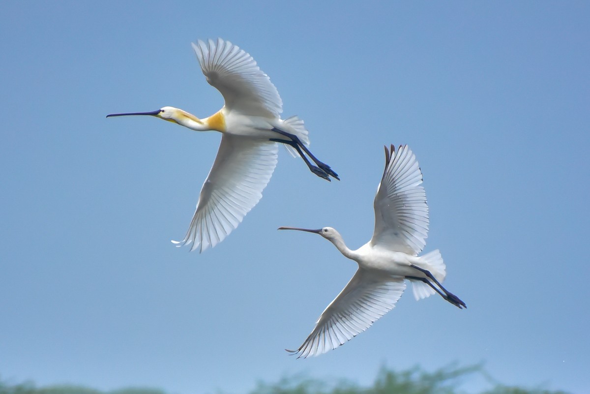 Eurasian Spoonbill - ML640803323