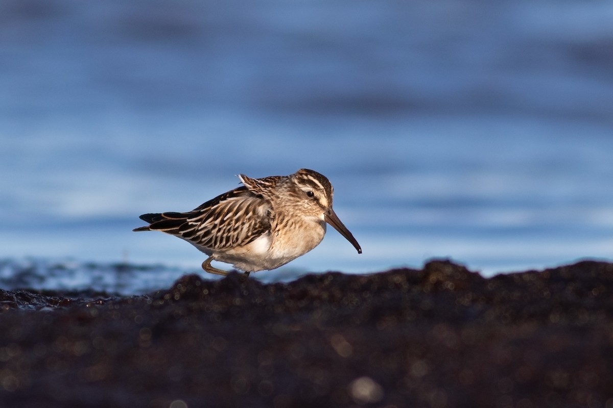 Broad-billed Sandpiper - ML640803334