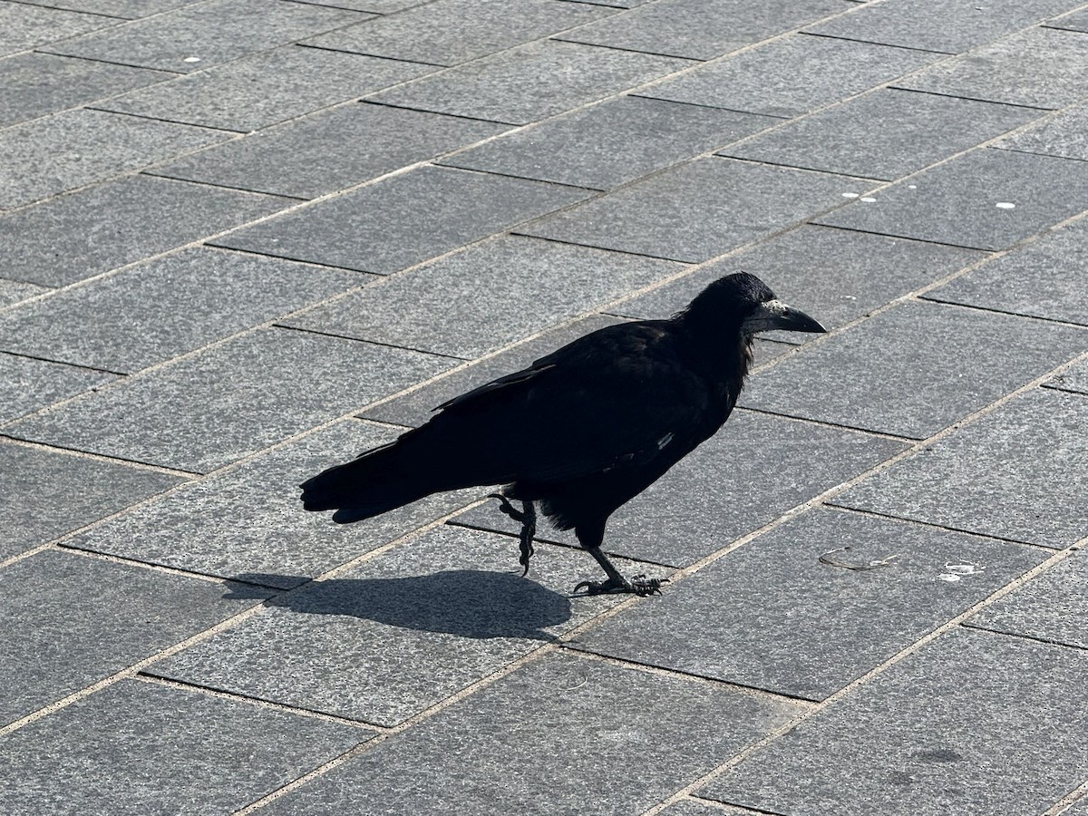 Rook - ML640803348