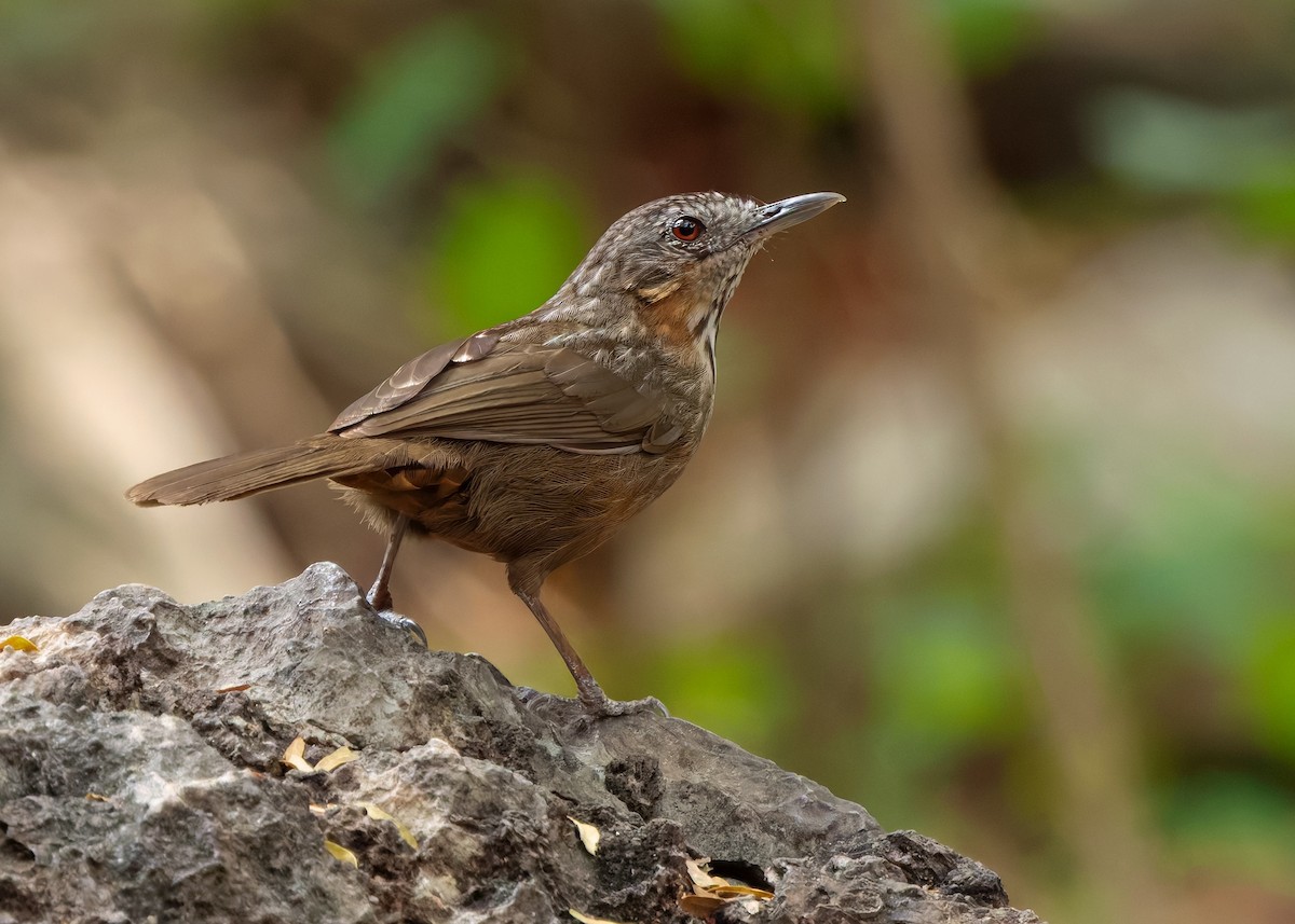 Rufous Limestone Babbler - ML640803385