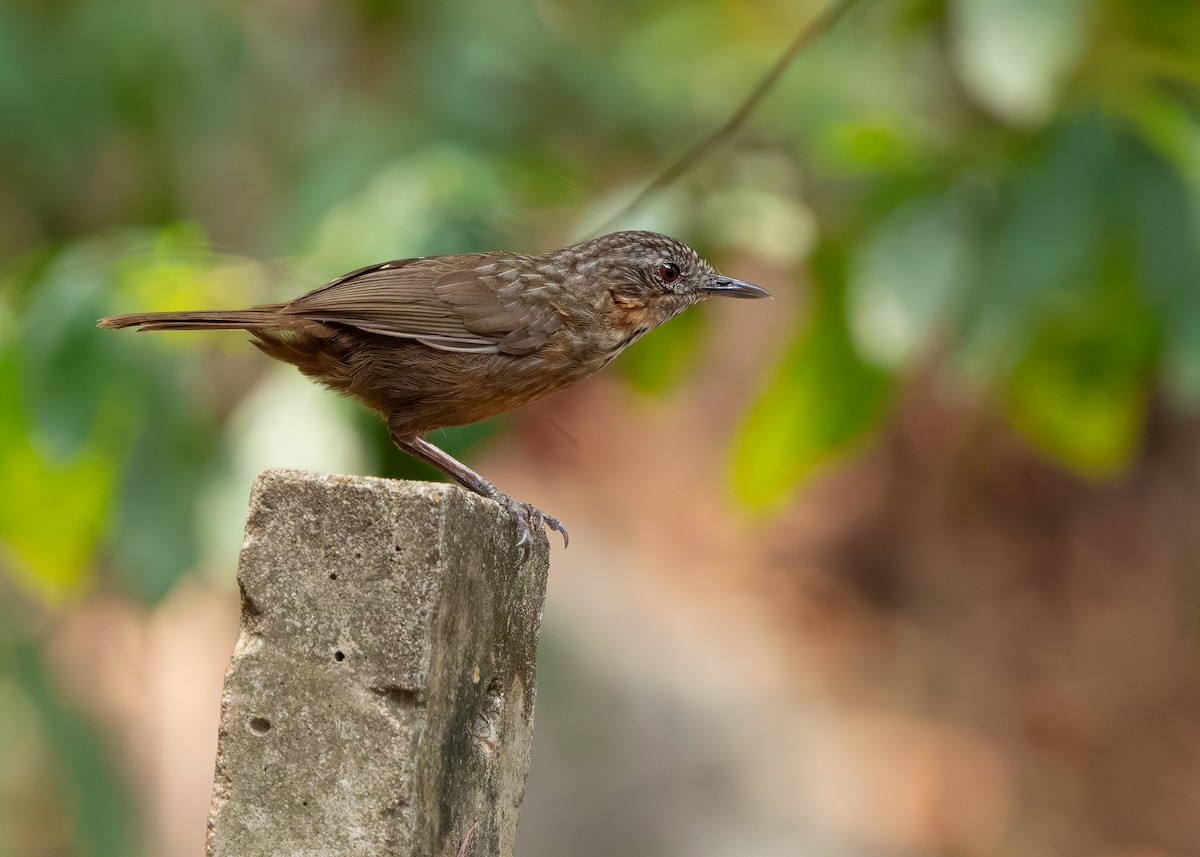 Rufous Limestone Babbler - ML640803388