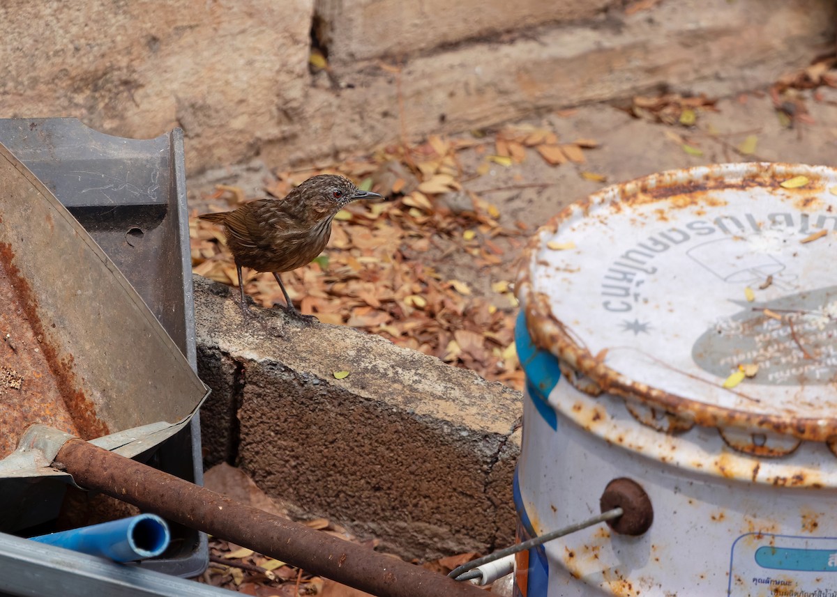 Rufous Limestone Babbler - ML640803389