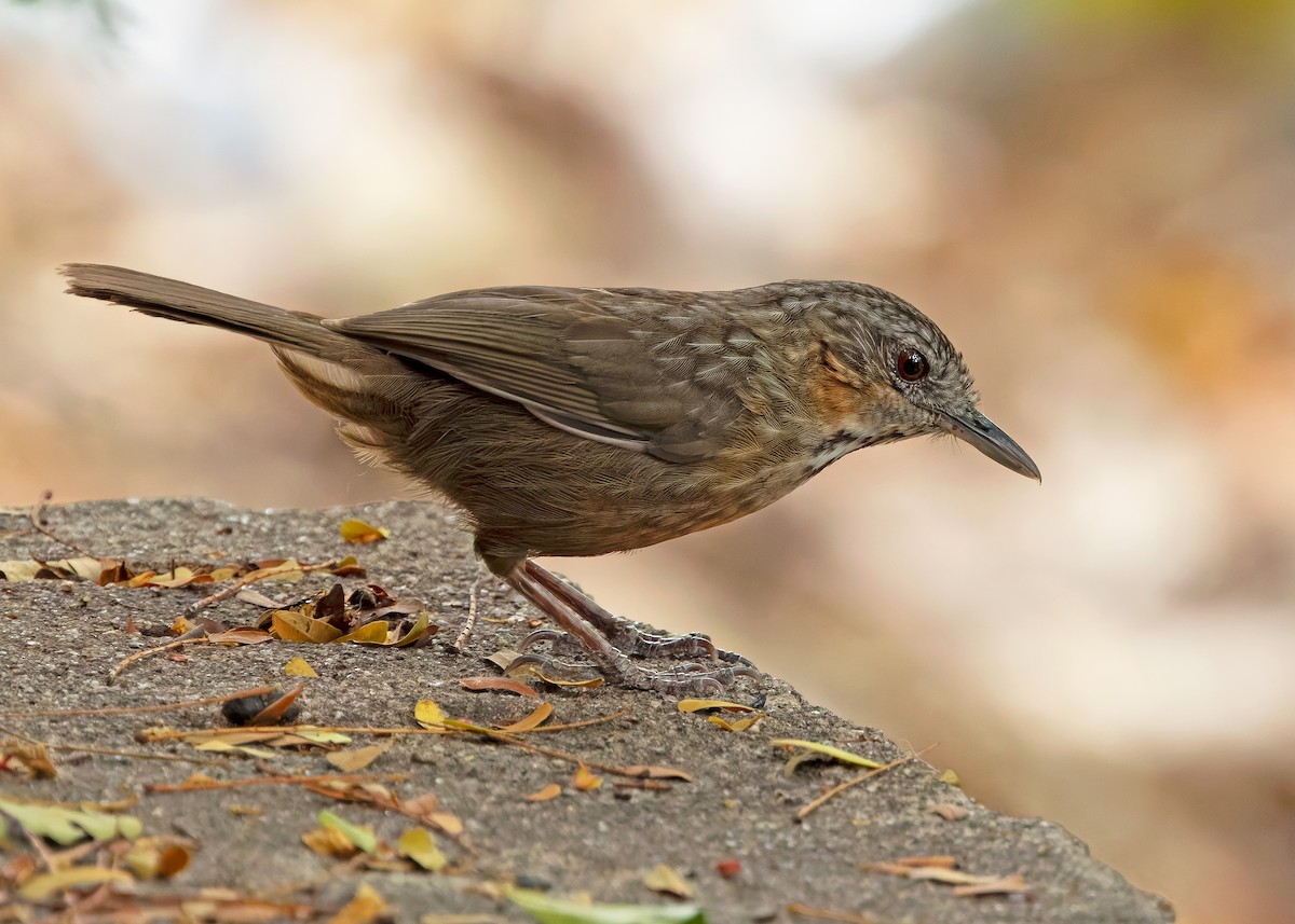 Rufous Limestone Babbler - ML640803390