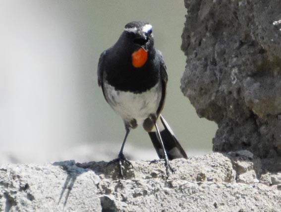 Himalayan Rubythroat - ML640803408