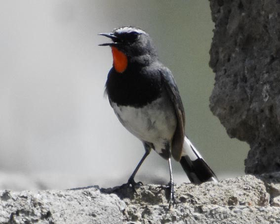Himalayan Rubythroat - ML640803410