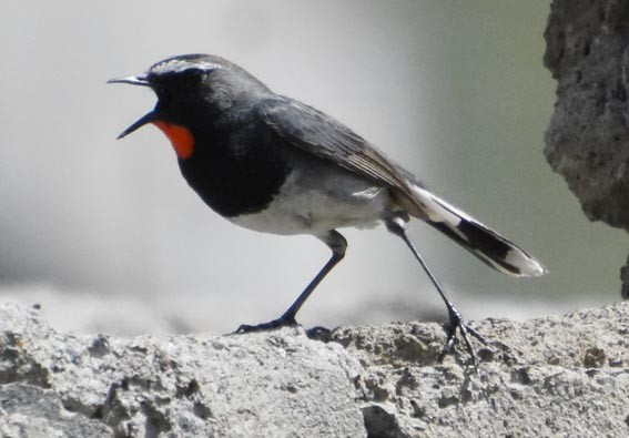 Himalayan Rubythroat - ML640803412
