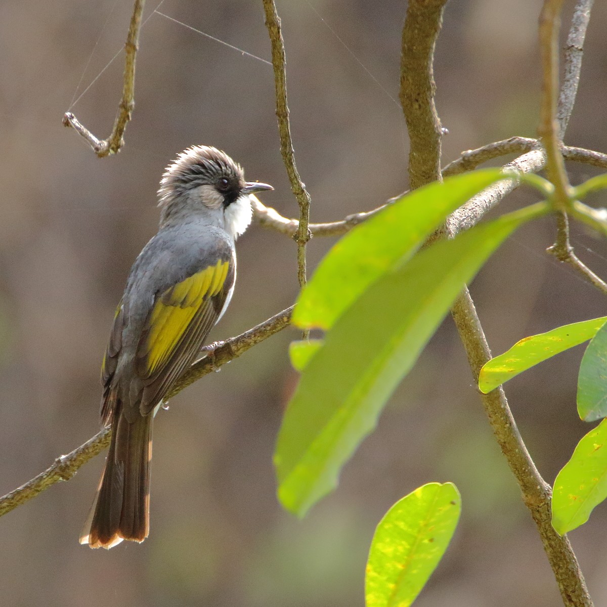 Ashy Bulbul - ML640803413