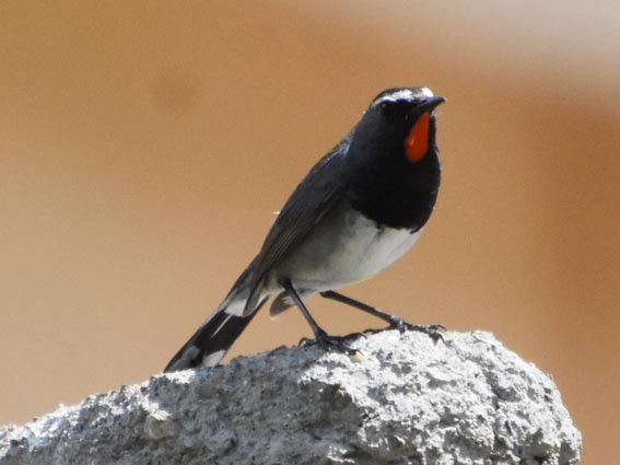 Himalayan Rubythroat - ML640803415