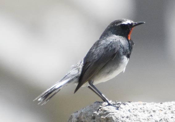 Himalayan Rubythroat - ML640803418