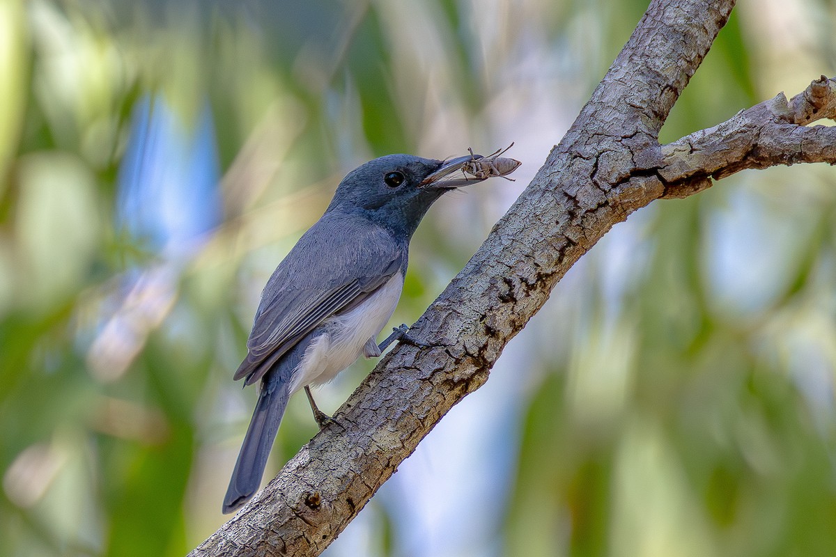 Leaden Flycatcher - ML640803428