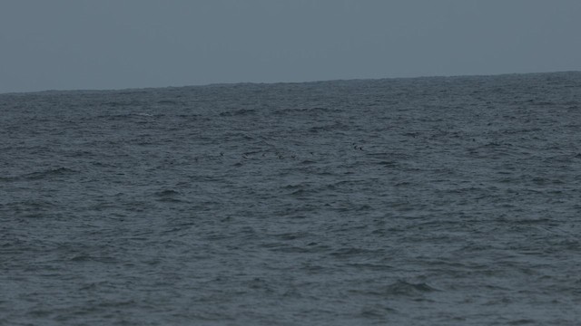 Bridled Tern - ML640803478