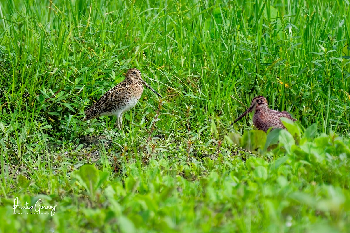 Pin-tailed Snipe - ML640803492