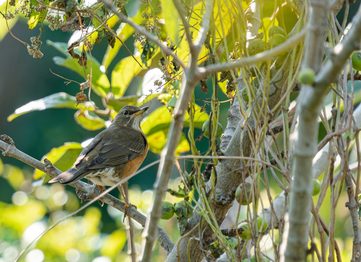 brunhodetrost - ML640803498