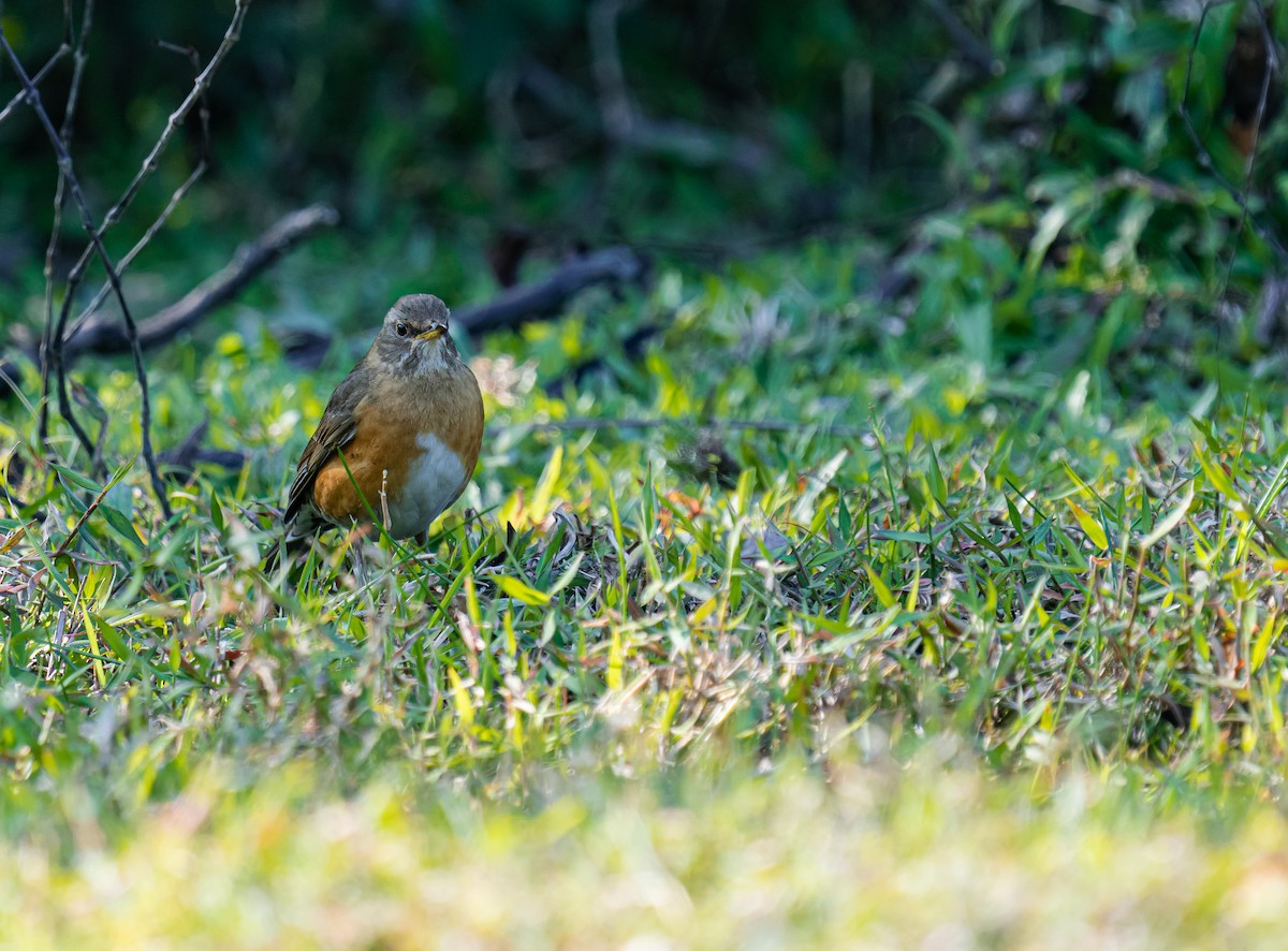 brunhodetrost - ML640803499