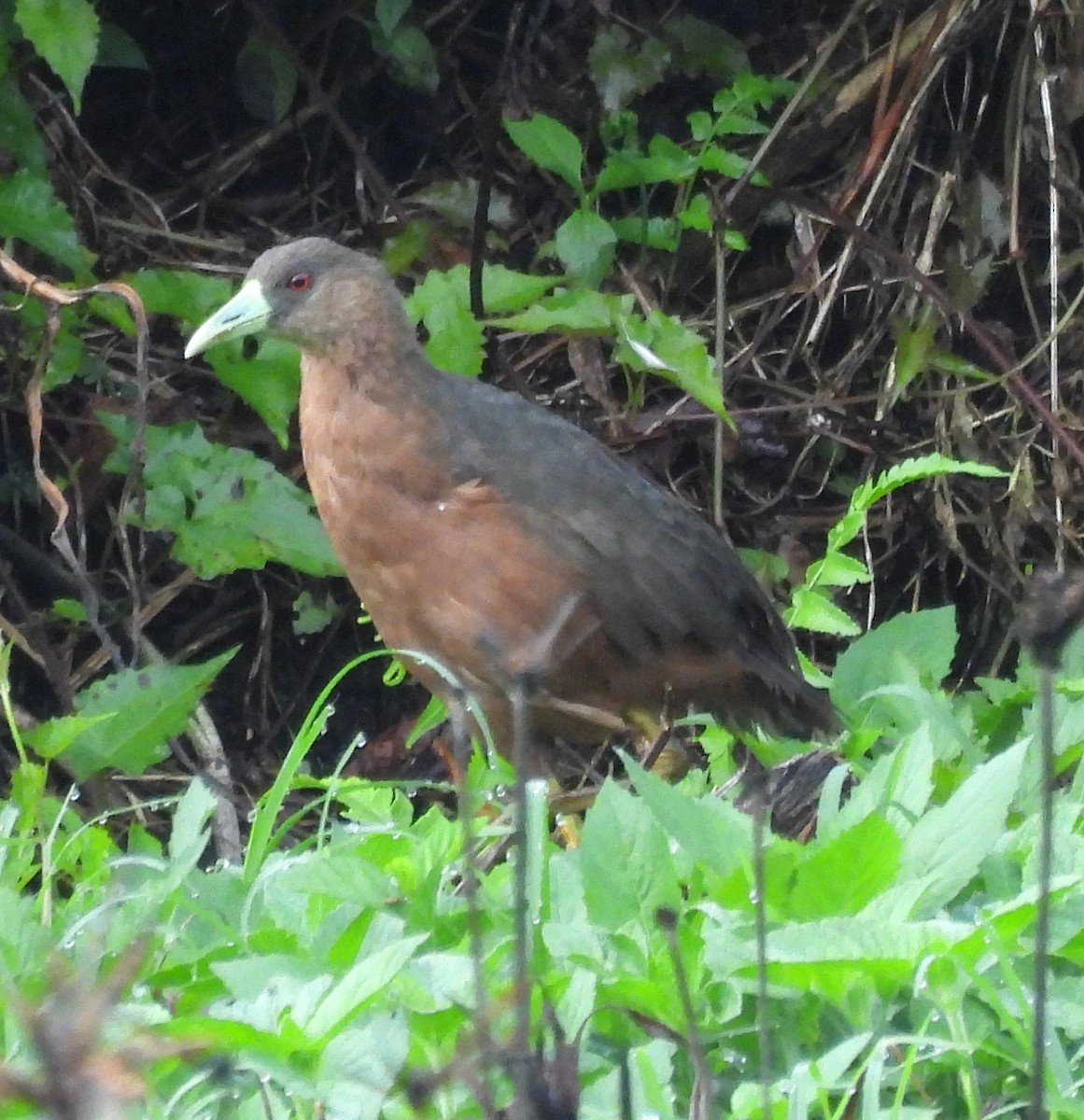 Isabelline Bush-hen - ML640803563