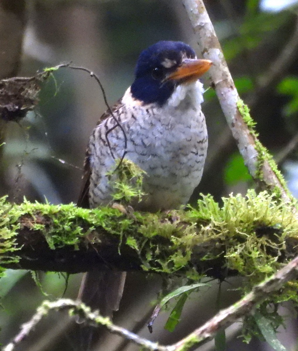 Scaly-breasted Kingfisher - ML640803601