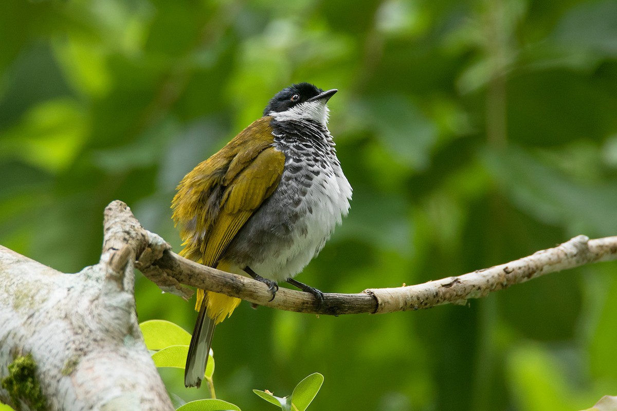 Bulbul écaillé - ML64080361