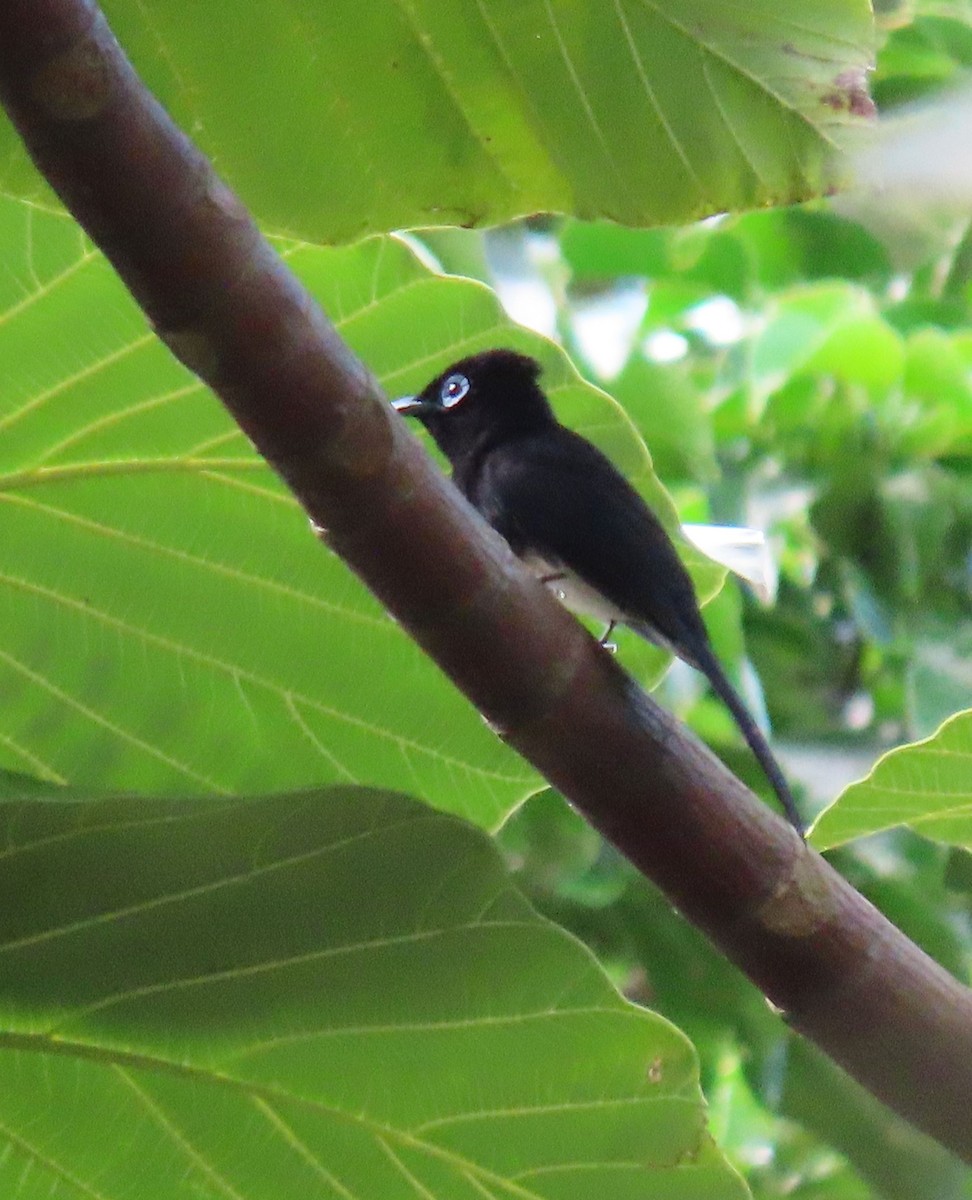 Black Paradise-Flycatcher - ML640803634