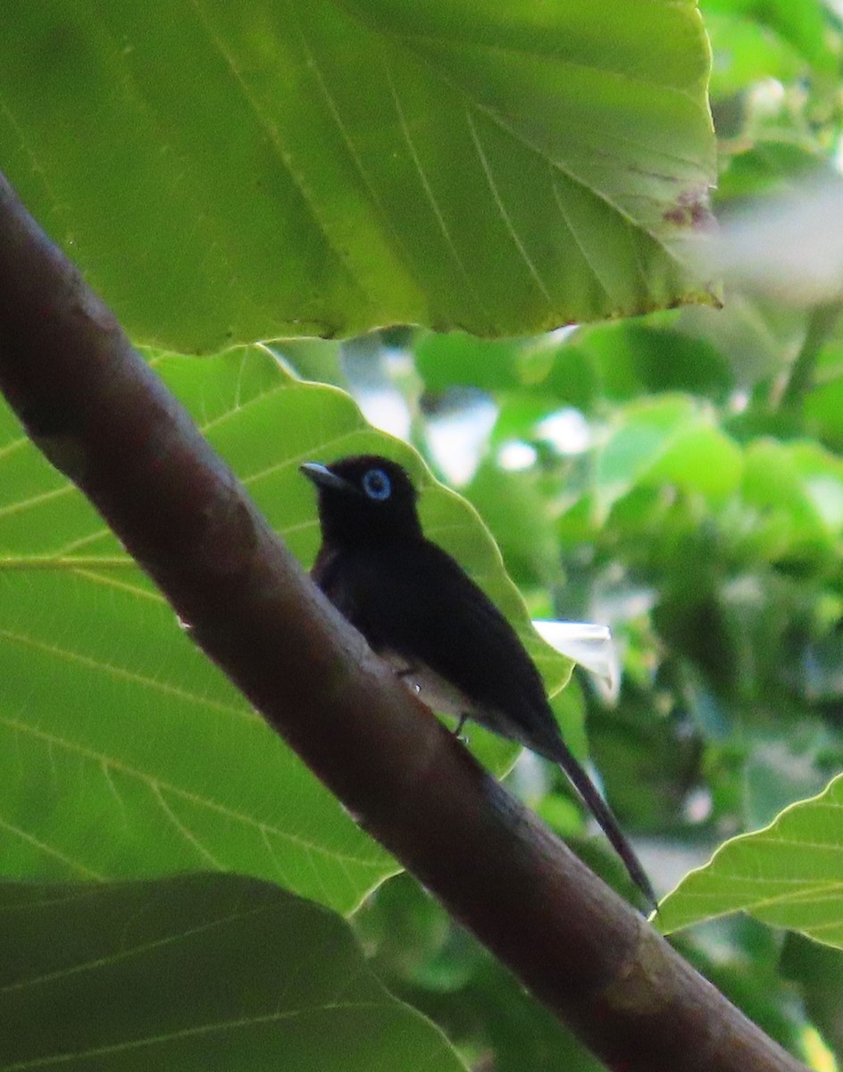 Black Paradise-Flycatcher - ML640803635