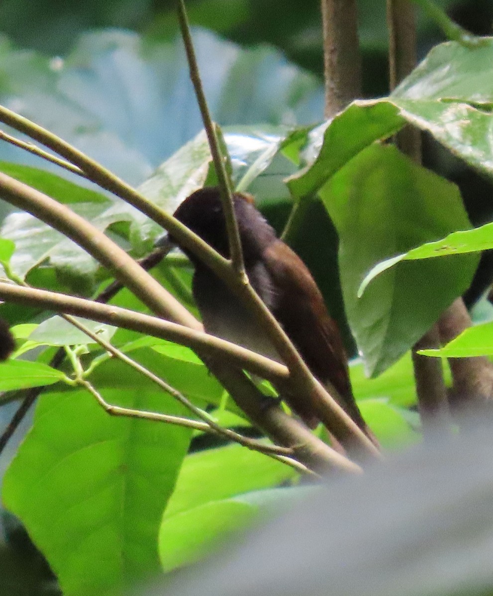 Black Paradise-Flycatcher - ML640803636