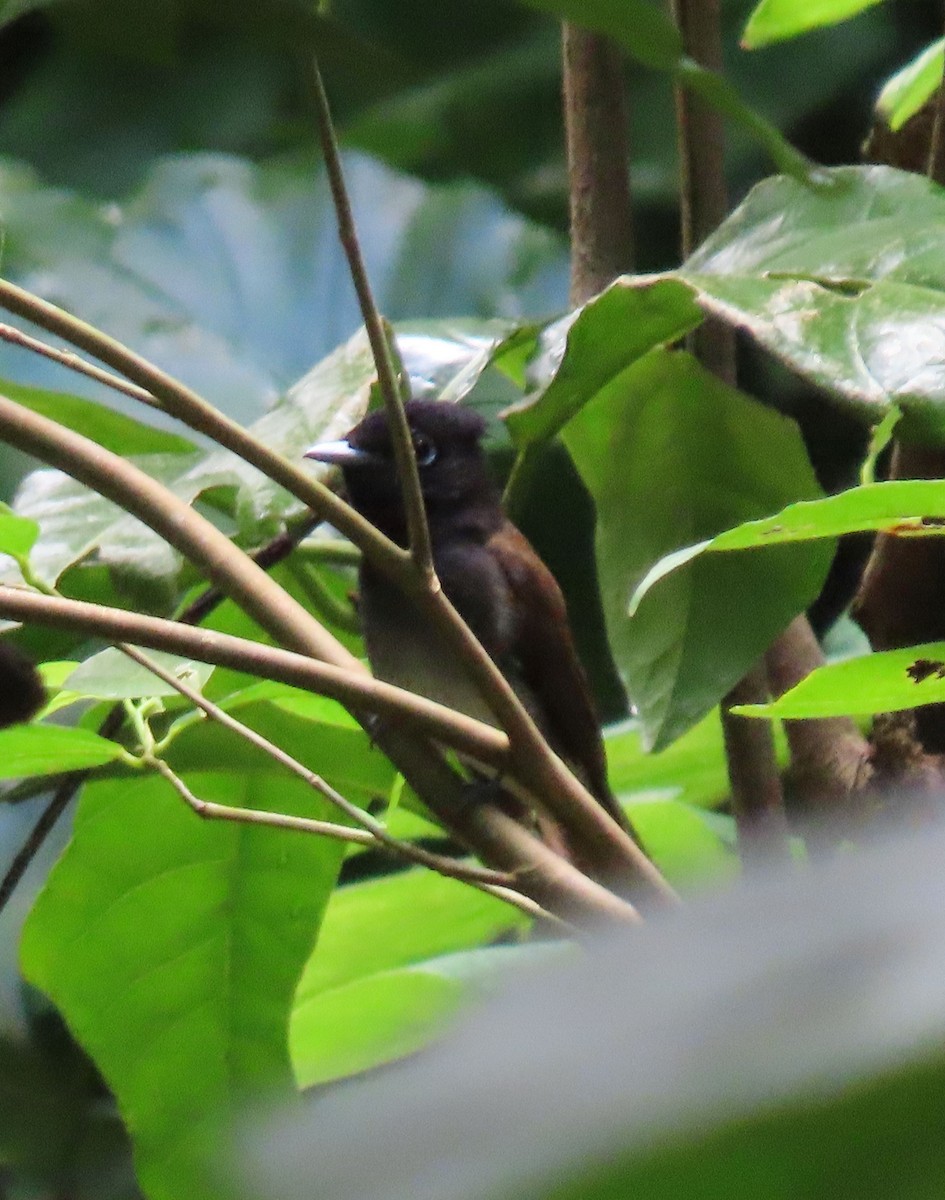 Black Paradise-Flycatcher - ML640803637