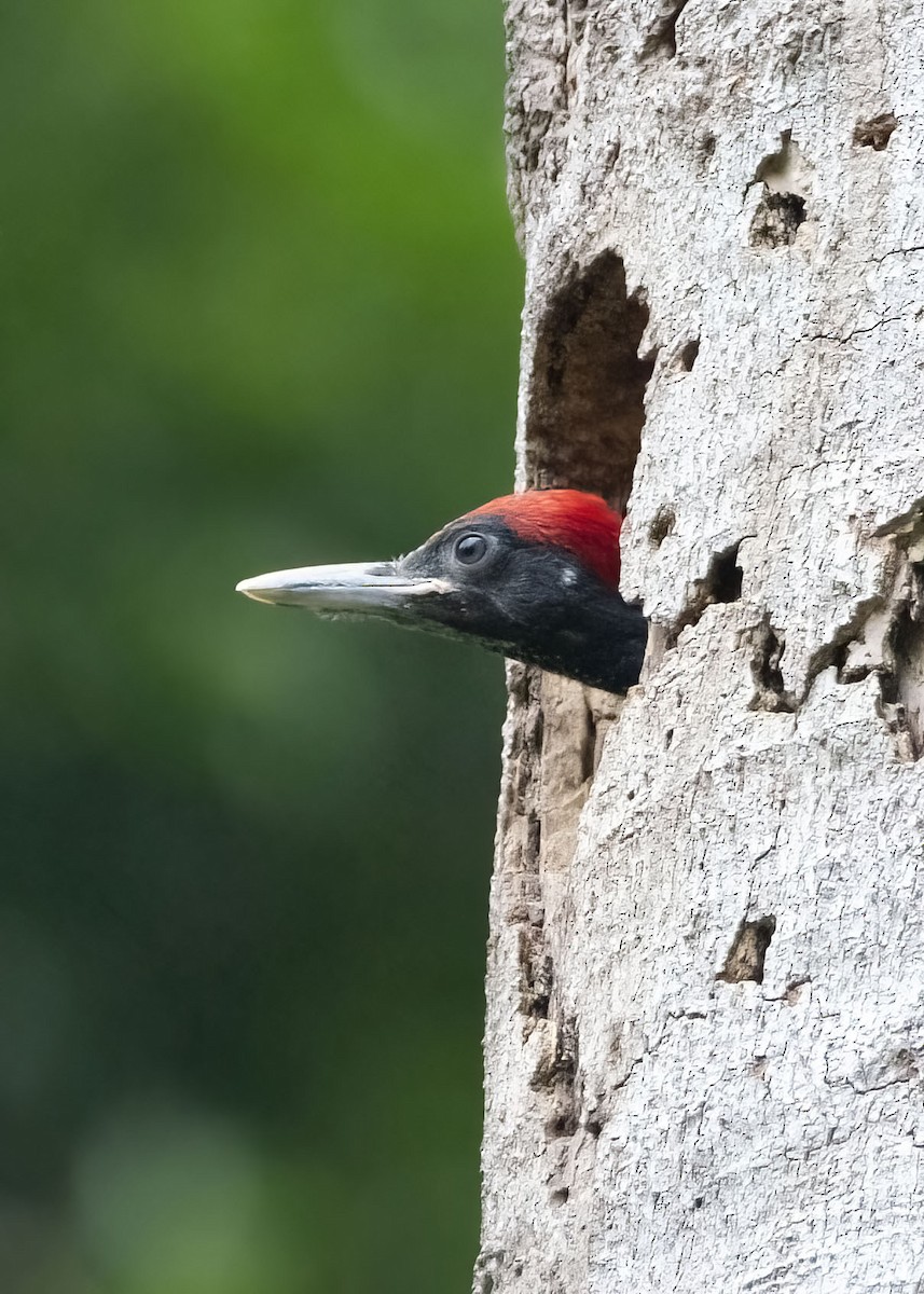 White-bellied Woodpecker - ML640803640