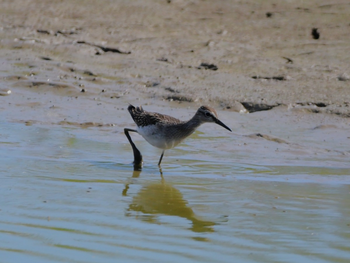 Wood Sandpiper - ML640803665