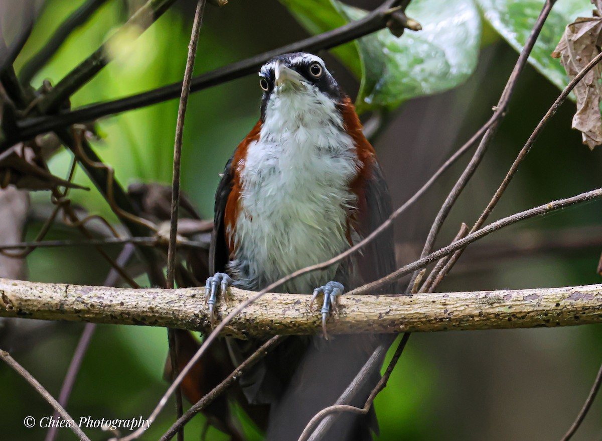 Sunda Scimitar-Babbler - ML640803695