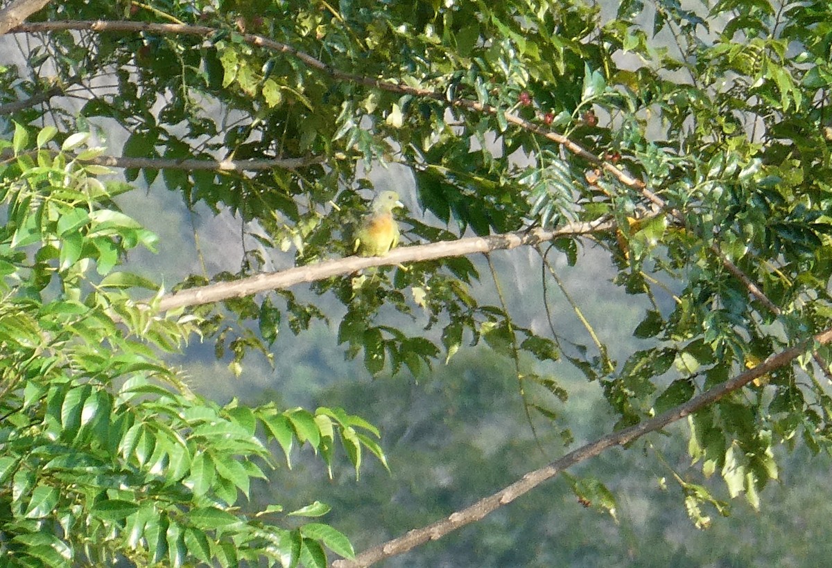 Orange-breasted Green-Pigeon - ML640803714