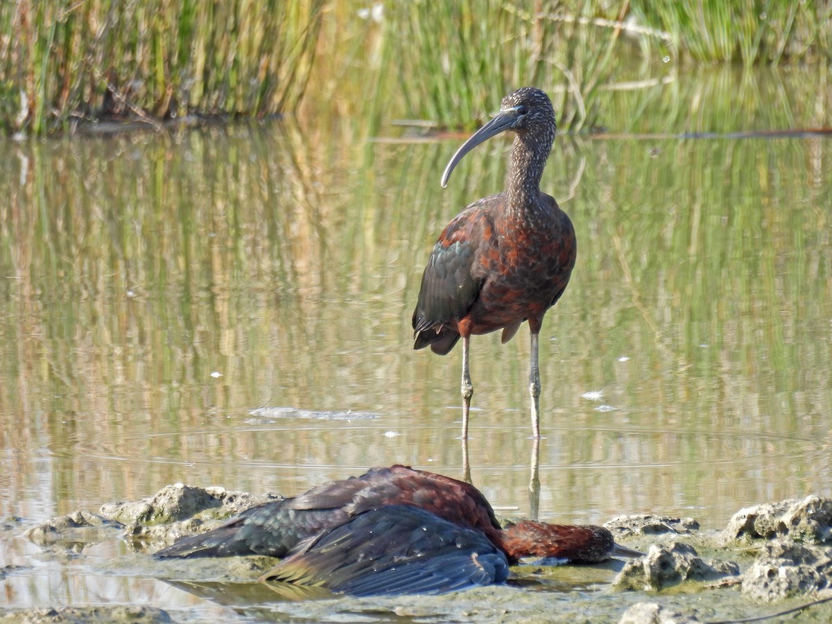 Glossy Ibis - ML640803745