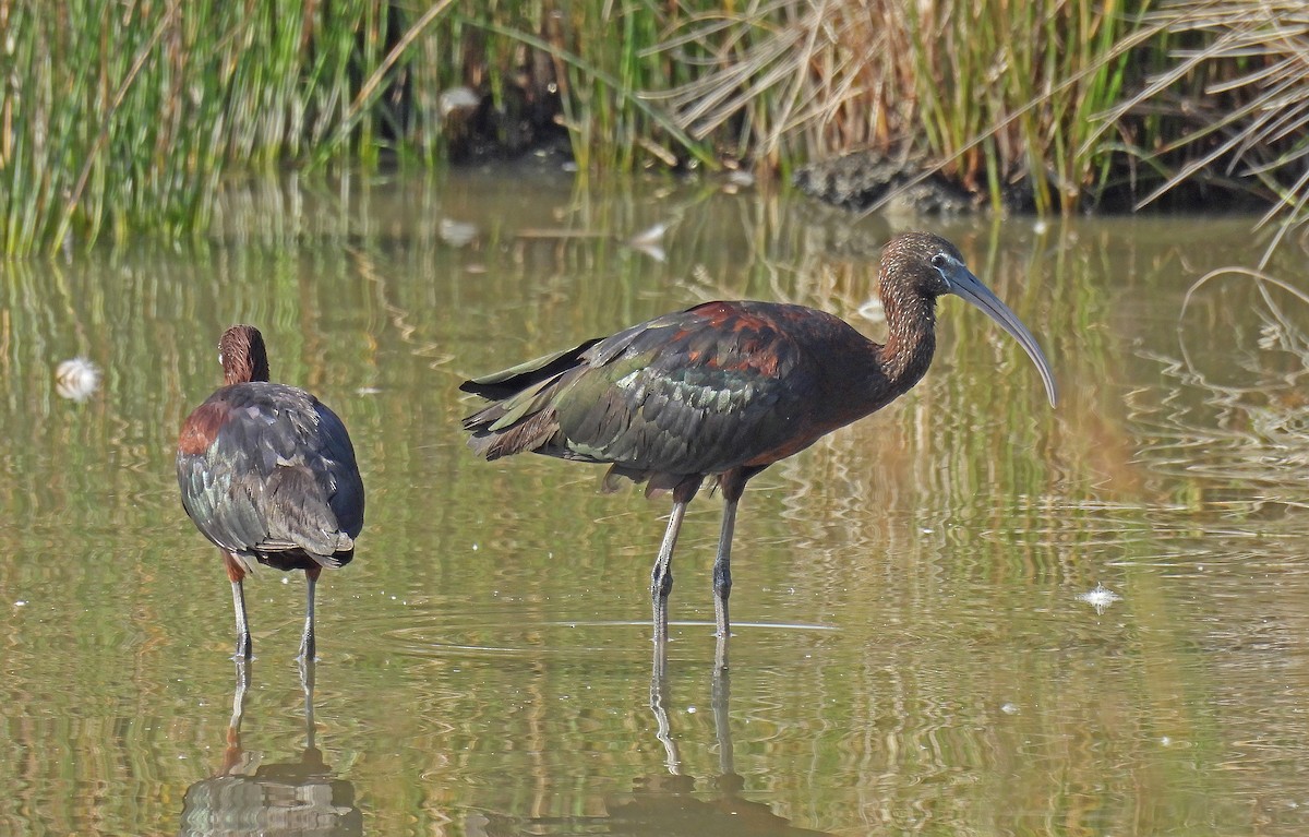 Glossy Ibis - ML640803746