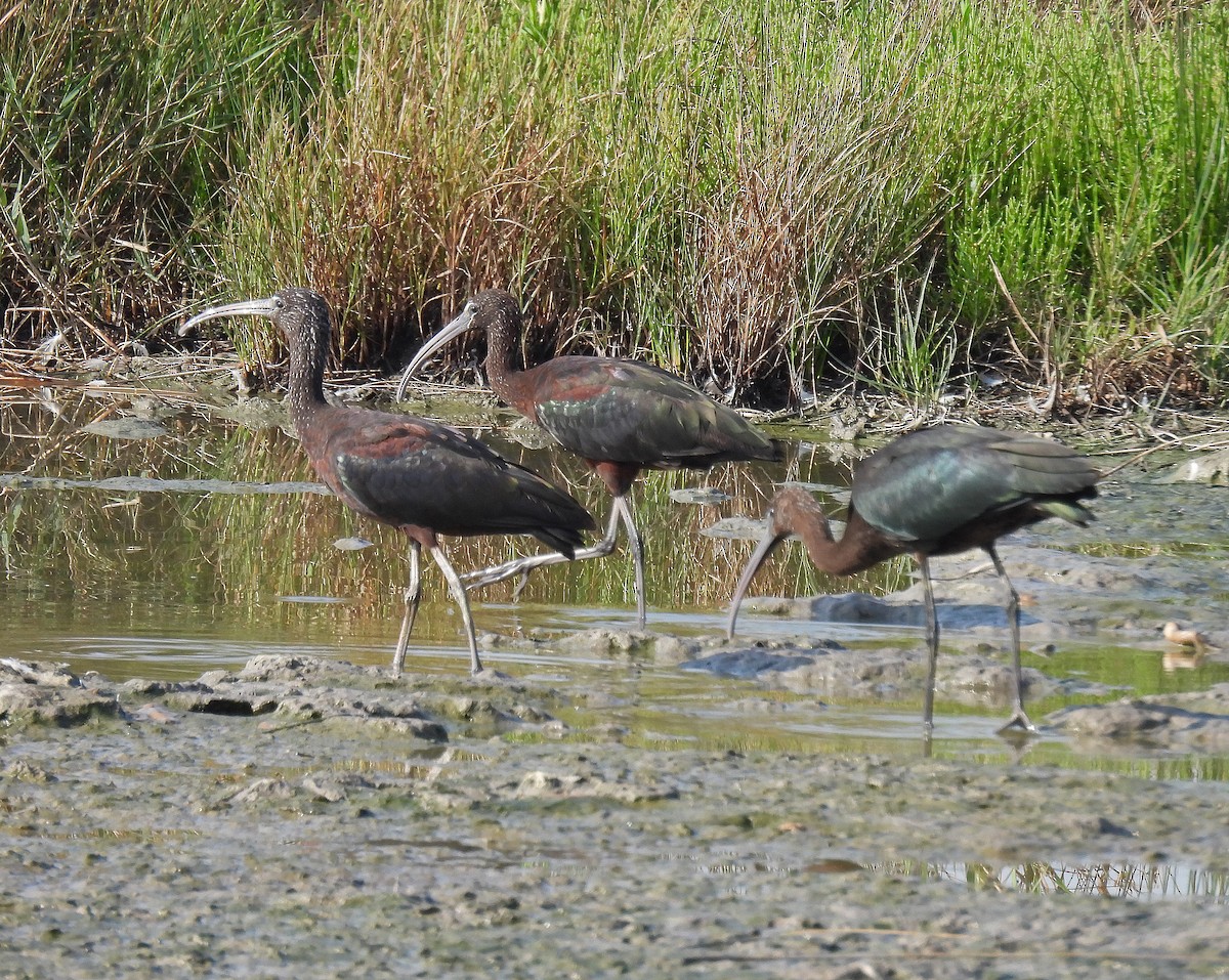Glossy Ibis - ML640803747