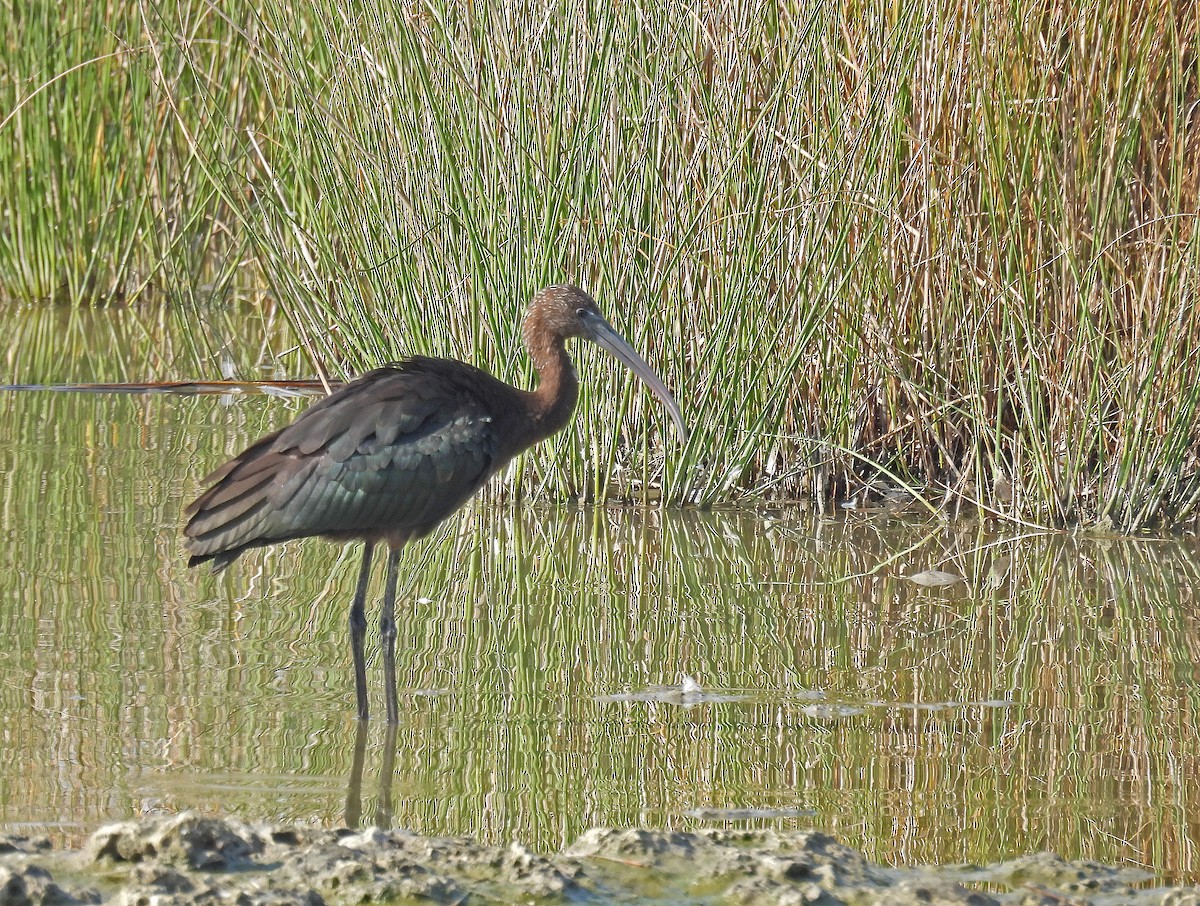 Glossy Ibis - ML640803748