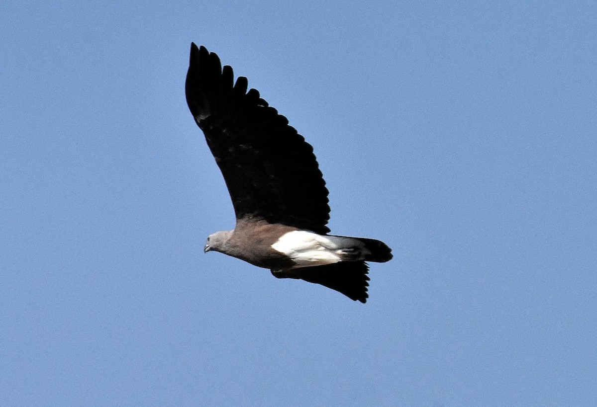 Малый рыболов - ML640803755