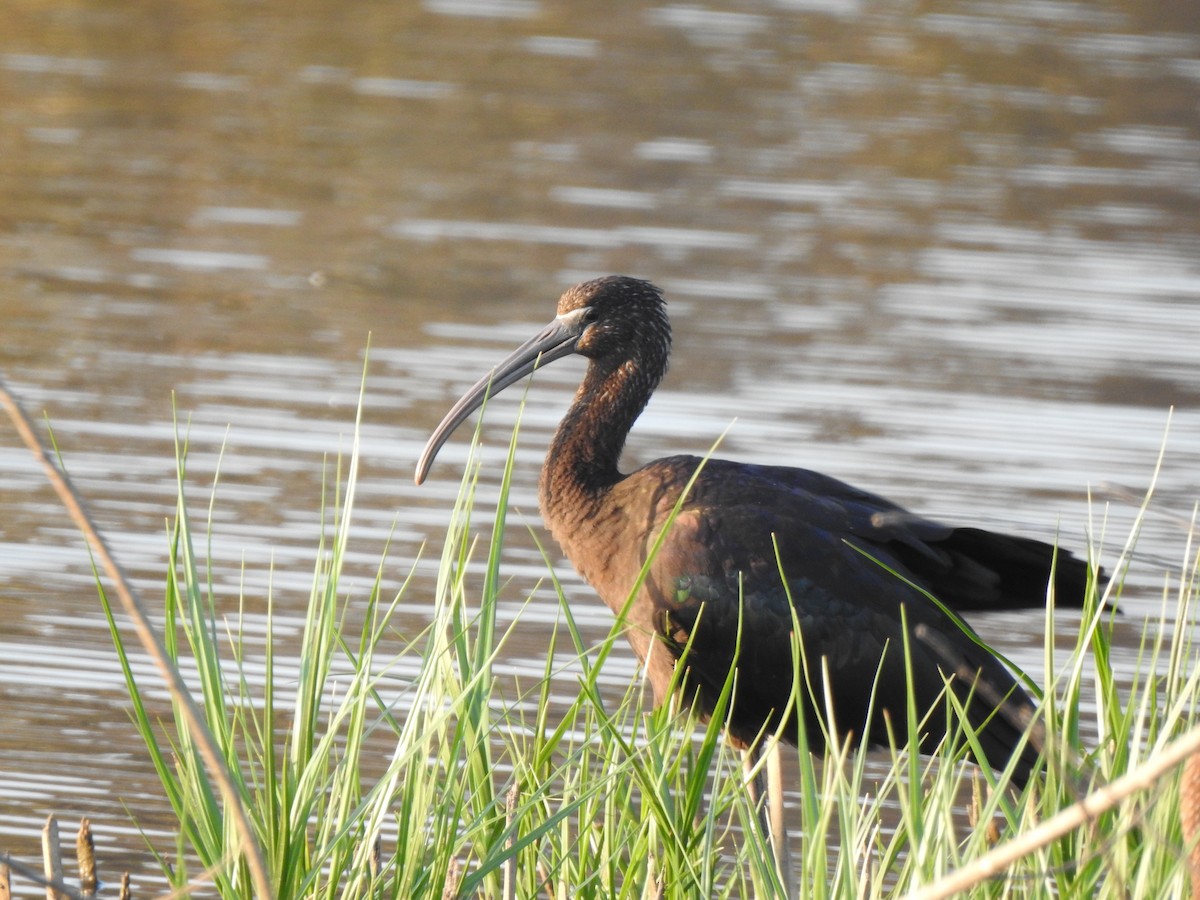 Glossy Ibis - ML640803783