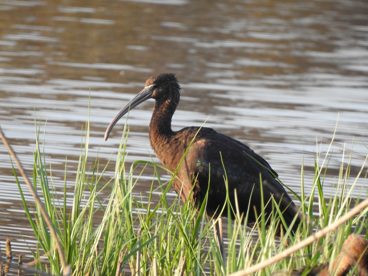 Glossy Ibis - ML640803785