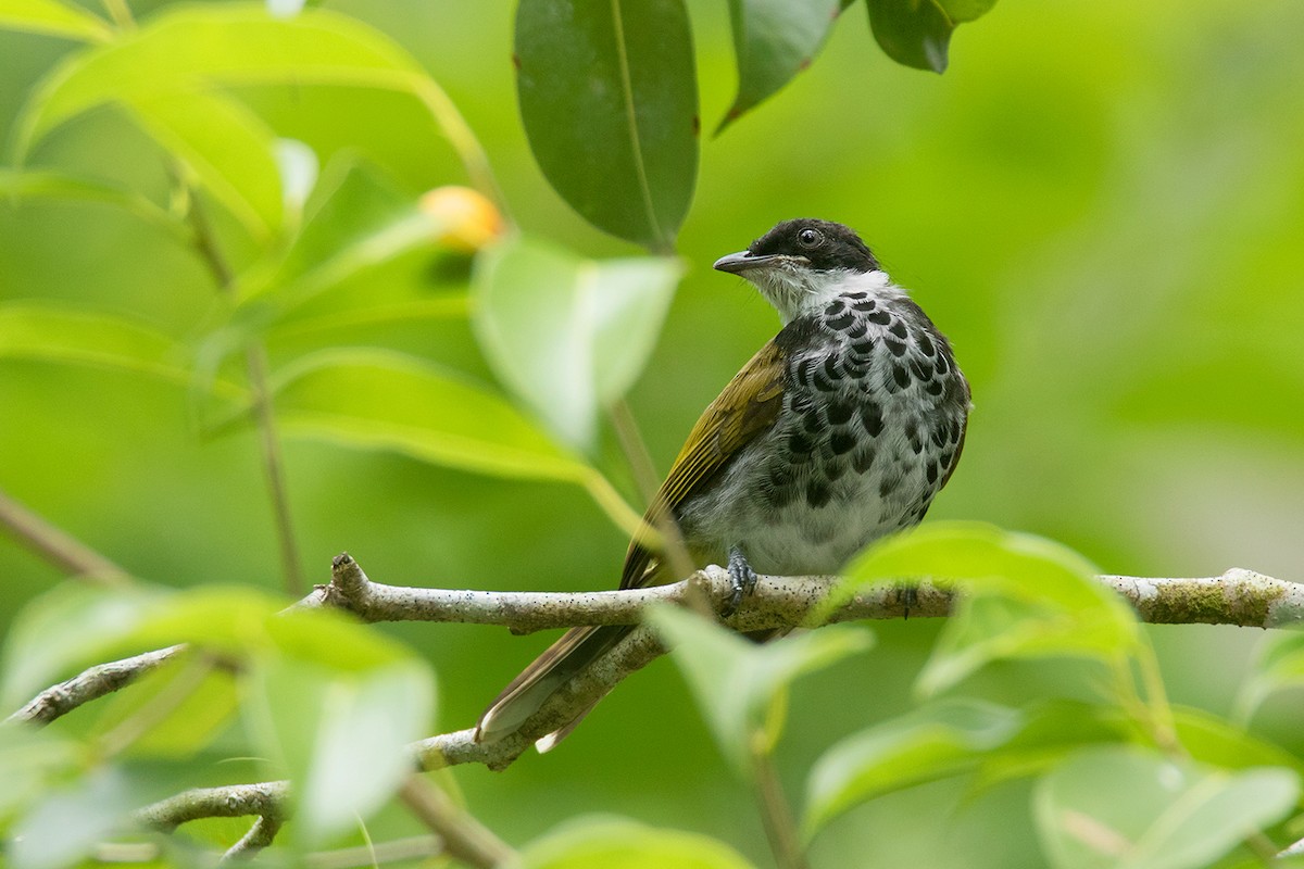 Scaly-breasted Bulbul - ML64080381