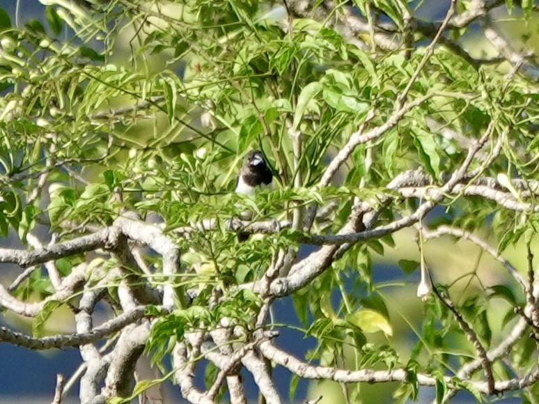 Javan Munia - ML640803826