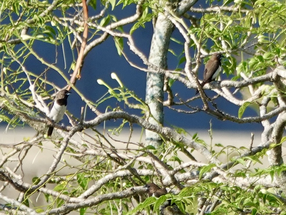 Javan Munia - ML640803827